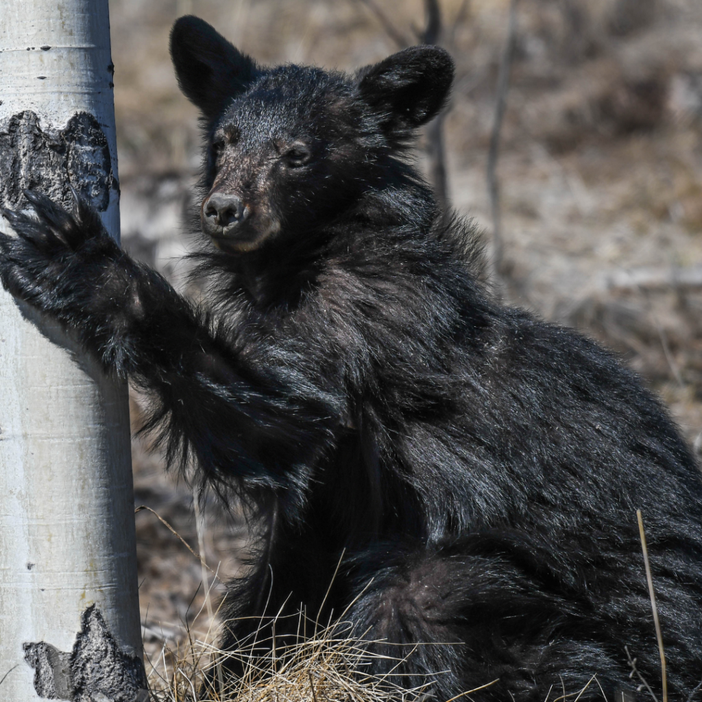 Bears - NSBBS