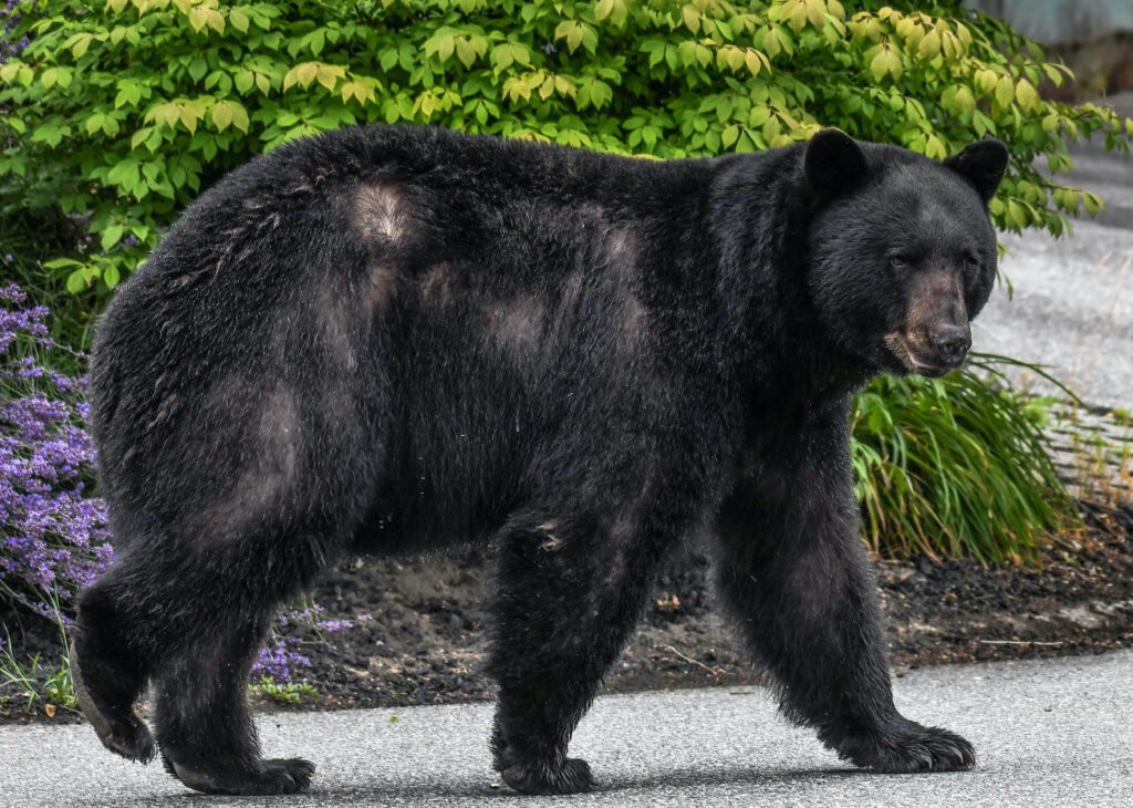 Living in Bear Country