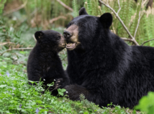 Home - North Shore Black Bear Society